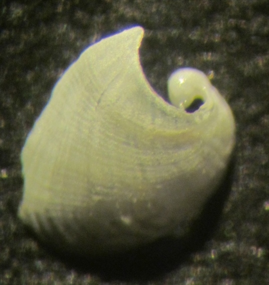 melanochlamys seurati